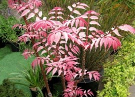 cedrela_sinensis_001 (1)